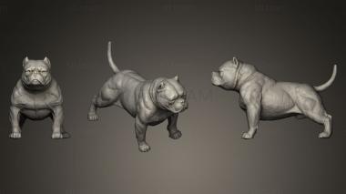 3D model American Bully Dog (STL)